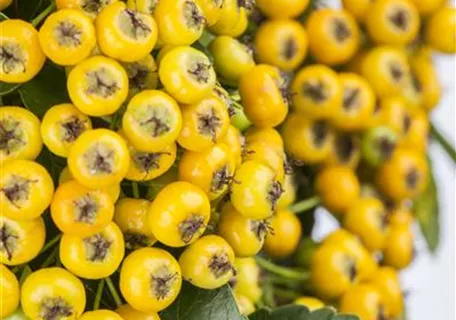 Pyracantha 'Soleil d'Or' - Feuerdorn 'Soleil d'Or'