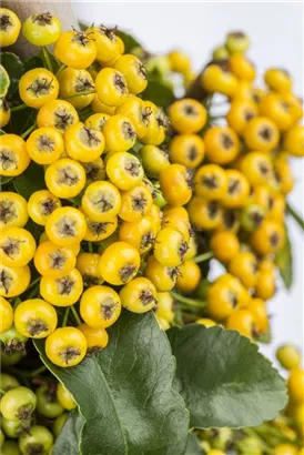 Feuerdorn 'Golden Charmer' - Pyracantha 'Golden Charmer' - Ziergehölze