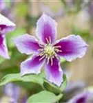 Waldrebe Piilu - Clematis 'Piilu'