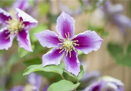 Clematis 'Piilu' - Waldrebe Piilu