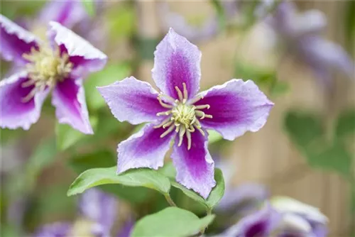 Waldrebe Piilu - Clematis 'Piilu'