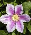 Waldrebe Piilu - Clematis 'Piilu'