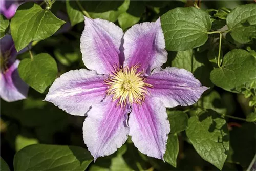 Waldrebe Piilu - Clematis 'Piilu'