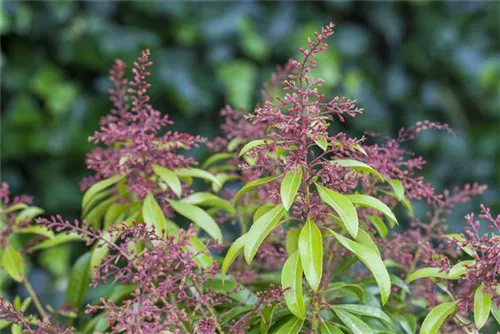 Schattenglöckchen 'Valley Rose' - Pieris japonica 'Valley Rose'