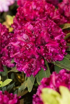 Rhododendron-Hybride 'Midnight Beauty' - Rhododendron Hybr.'Midnight Beauty' IV