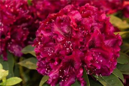 Rhododendron-Hybride 'Midnight Beauty' - Rhododendron Hybr.'Midnight Beauty' IV