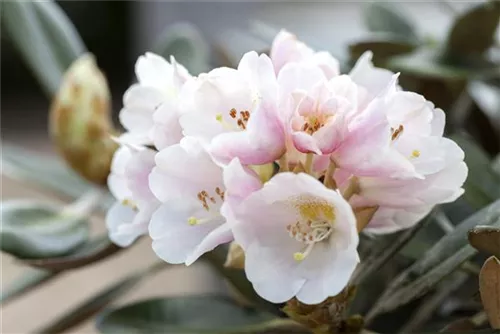 Rhododendron pachysanthum 'Silbervelours' - Rhododendron pachysanthum 'Silbervelours' III