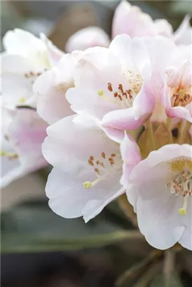 Rhododendron pachysanthum 'Silbervelours' - Rhododendron pachysanthum 'Silbervelours' III