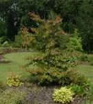 Eisenbaum - Parrotia persica - Baum