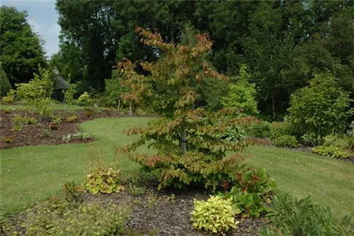 Eisenbaum - Parrotia persica - Baum