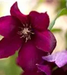 Waldrebe 'Rouge Cardinal' - Clematis 'Rouge Cardinal'