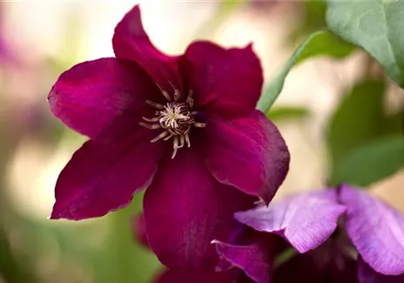 Clematis 'Rouge Cardinal' - Waldrebe 'Rouge Cardinal'