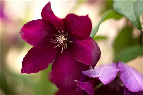 Waldrebe 'Rouge Cardinal' - Clematis 'Rouge Cardinal'