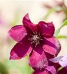 Waldrebe 'Rouge Cardinal' - Clematis 'Rouge Cardinal'