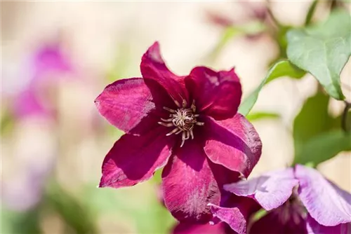 Waldrebe 'Rouge Cardinal' - Clematis 'Rouge Cardinal'