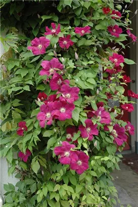 Waldrebe 'Rouge Cardinal' - Clematis 'Rouge Cardinal'