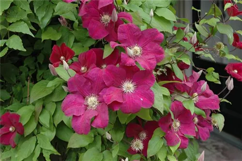 Waldrebe 'Rouge Cardinal' - Clematis 'Rouge Cardinal'