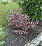 Rotblättr.Zwerg-Weigelie - Weigela florida 'Nana Purpurea'