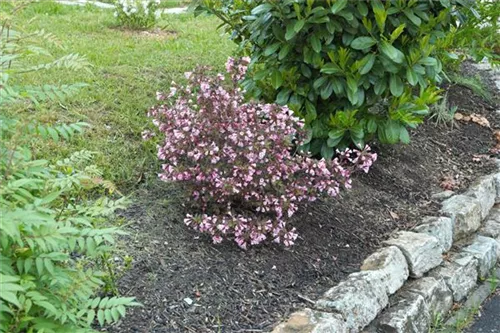 Rotblättr.Zwerg-Weigelie - Weigela florida 'Nana Purpurea'