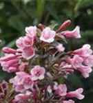 Rotblättr.Zwerg-Weigelie - Weigela florida 'Nana Purpurea'