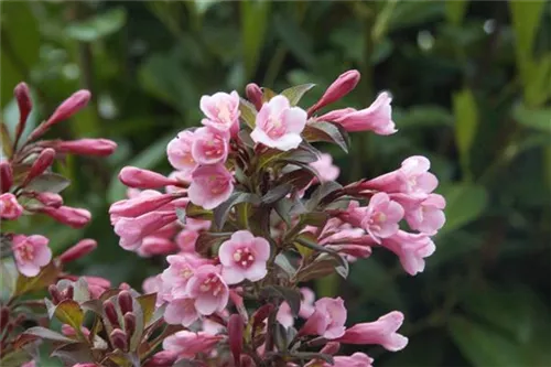 Rotblättr.Zwerg-Weigelie - Weigela florida 'Nana Purpurea'