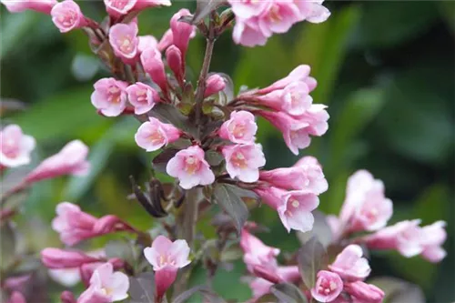 Rotblättr.Zwerg-Weigelie - Weigela florida 'Nana Purpurea'