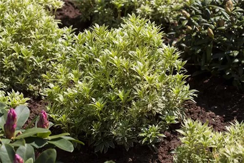 Weißbuntes Schattenglöckchen - Pieris japonica 'Variegata'