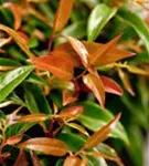 Traubenmyrte 'Royal Ruby' - Leucothoe keiskei 'Royal Ruby'