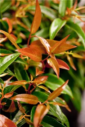 Traubenmyrte 'Royal Ruby' - Leucothoe keiskei 'Royal Ruby'