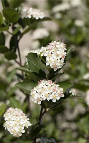 Aronia melanocarpa