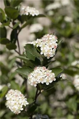 Kahle Apfelbeere - Aronia melanocarpa