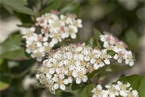 Kahle Apfelbeere - Aronia melanocarpa