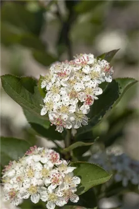 Kahle Apfelbeere - Aronia melanocarpa