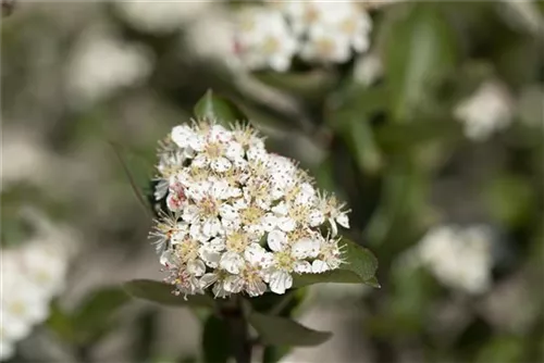 Kahle Apfelbeere - Aronia melanocarpa