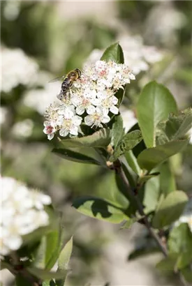 Kahle Apfelbeere - Aronia melanocarpa