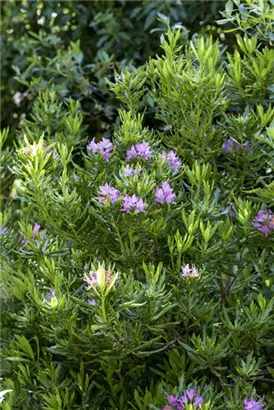 Rhododendron ponticum - Rhododendron ponticum