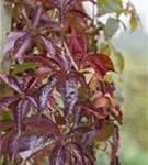 Wilder Wein - Parthenocissus quinquefolia