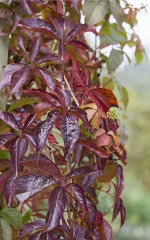 Parthenocissus quinquefolia