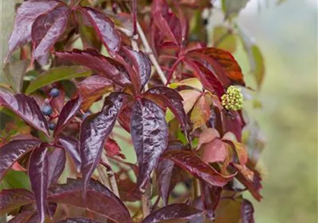 Parthenocissus quinquefolia - Wilder Wein