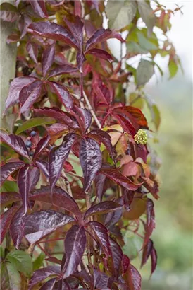 Wilder Wein - Parthenocissus quinquefolia