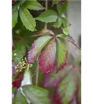 Wilder Wein - Parthenocissus quinquefolia