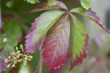 Parthenocissus - Wilder Wein