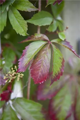 Wilder Wein - Parthenocissus quinquefolia