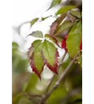 Wilder Wein - Parthenocissus quinquefolia