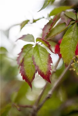 Wilder Wein - Parthenocissus quinquefolia