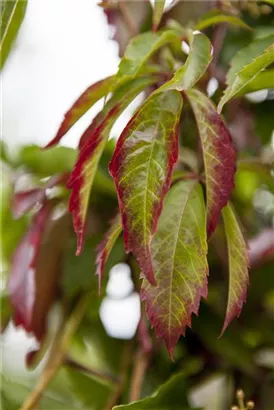 Wilder Wein - Parthenocissus quinquefolia