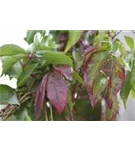 Wilder Wein - Parthenocissus quinquefolia