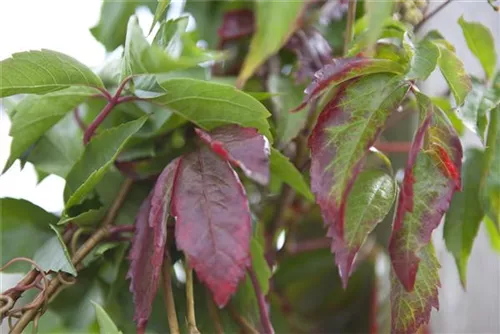 Wilder Wein - Parthenocissus quinquefolia