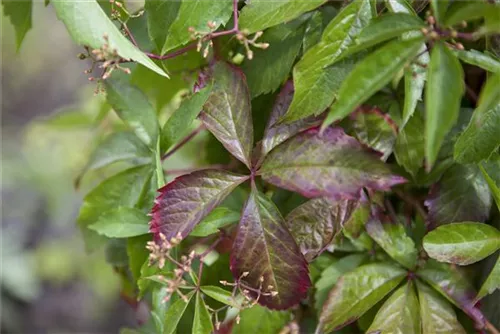 Wilder Wein - Parthenocissus quinquefolia