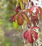 Wilder Wein - Parthenocissus quinquefolia